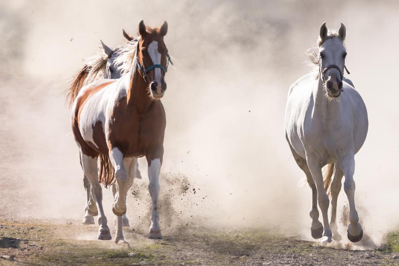 Ranchhouse Smoker- Westernstable - Horse Elterlein Екстер'єр фото